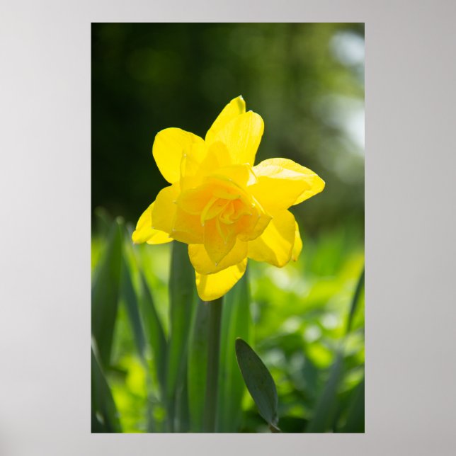 Poster Foto daffodil amarela delicada (Frente)