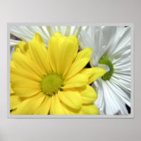 Foto das flores da margarida branca amarela das ma