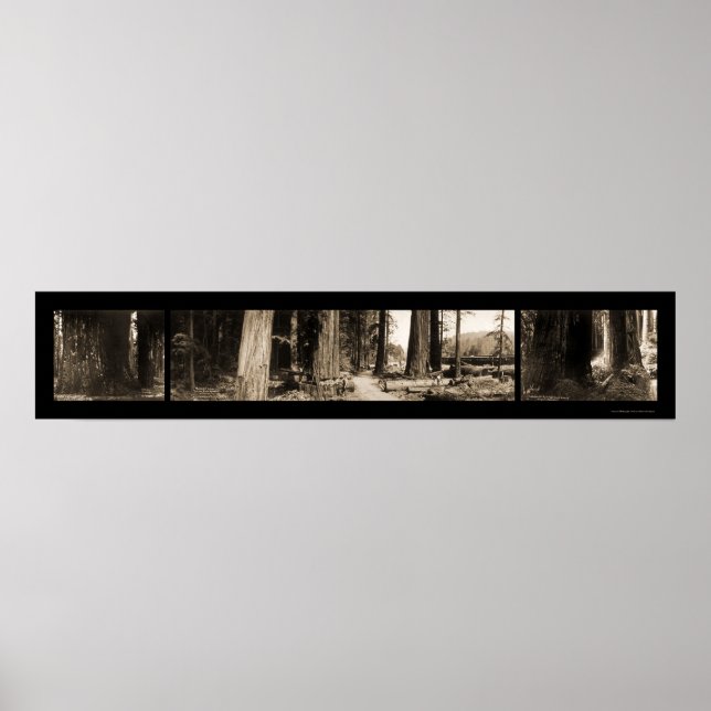 Pôster Foto das Sequoias Gigantes 1912 (Frente)
