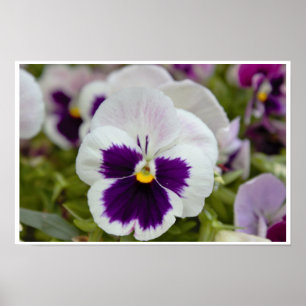 Poster Foto de Amor-Perfeito Roxo Branco