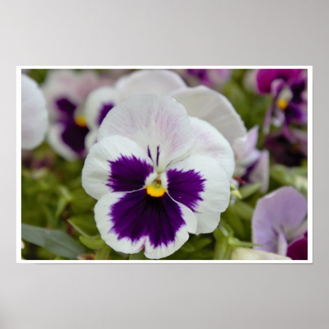 Poster Foto de Amor-Perfeito Roxo Branco (Frente)