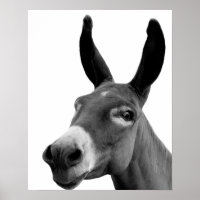 Foto de animal preto-e-branco-burro engraçado