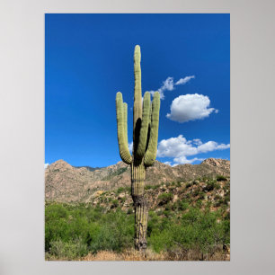 Poster Foto de Arizona do Céu Azul Saguaro Cactus