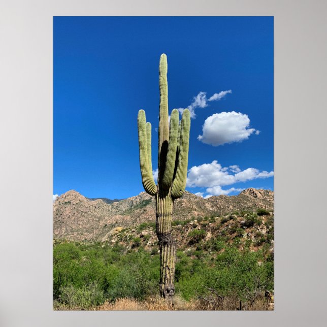 Poster Foto de Arizona do Saguaro Cactus Blue Skies (Frente)