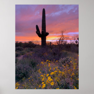 Poster Foto de Arizona do Sunset Saguaro Cactus