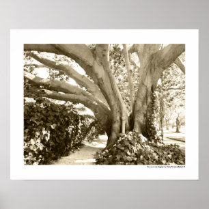 Poster Foto de Arte Fina da Árvore White Sepia Los Angele