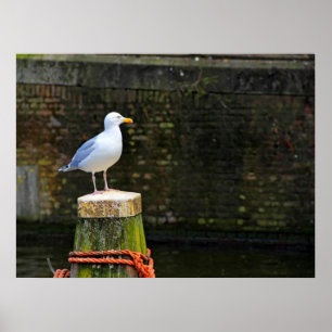 Poster Foto de ave gaivota costeira e vida selvagem oceân