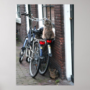 Poster Foto de Bicicletas de Amsterdam Cats