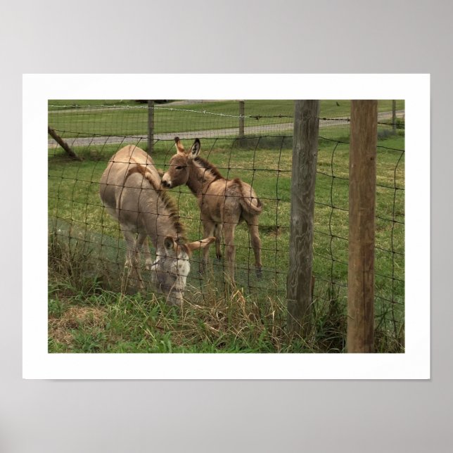 Poster Foto de Burros (Frente)