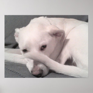 Poster Foto de cachorro branco com rabo na face cinza