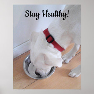 Poster Foto de cachorro fofo bebendo água Postagem Motiva