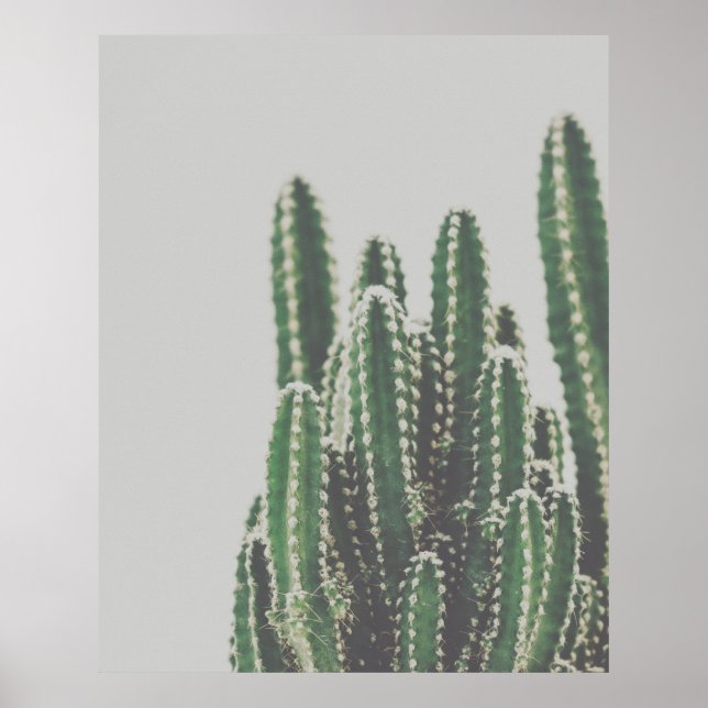 Poster Foto de Cactus Verde Minimalista Moderna (Frente)