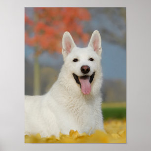 Poster Foto de cão branco-pastor suíço, amigo de pelú