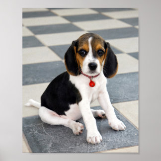 Poster Foto De Cãozinho