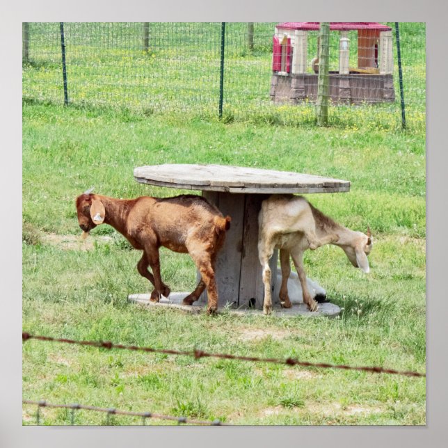 Pôster Foto de Capats (Frente)