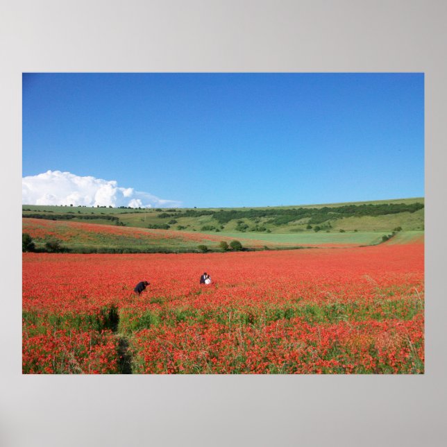 Poster Foto de casamento em um campo de Papoulas Vermelha (Frente)