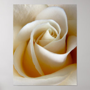 Pôster Foto de casamento Rosa Creme