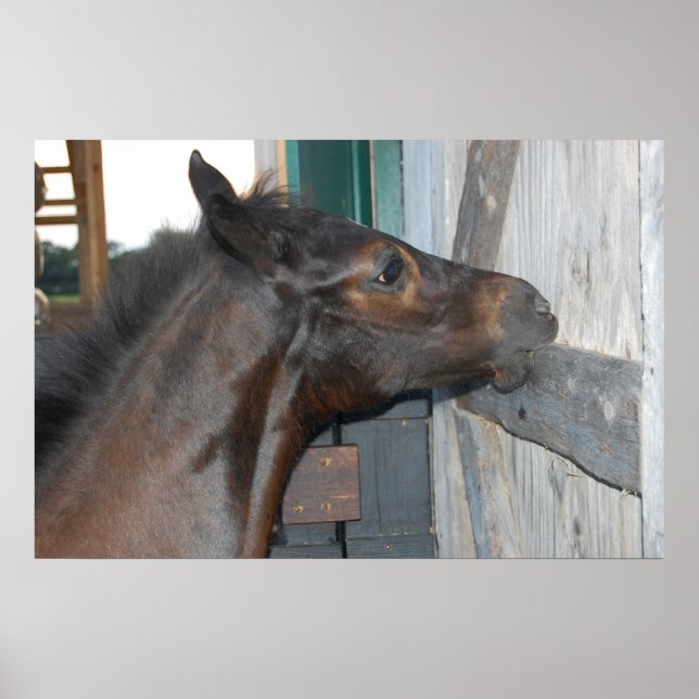 Pôster Foto de Cavalo (Frente)