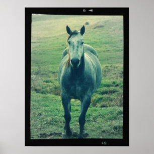Pôster Foto De Cavalo Antigo Na Arte Digital Do Filme