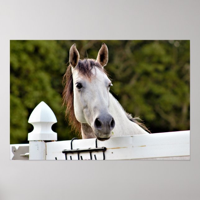 Poster Foto de Cavalo Branco (Frente)
