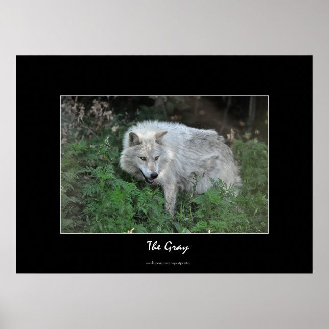 Poster Foto de cinza Wolf Wildlife (Frente)