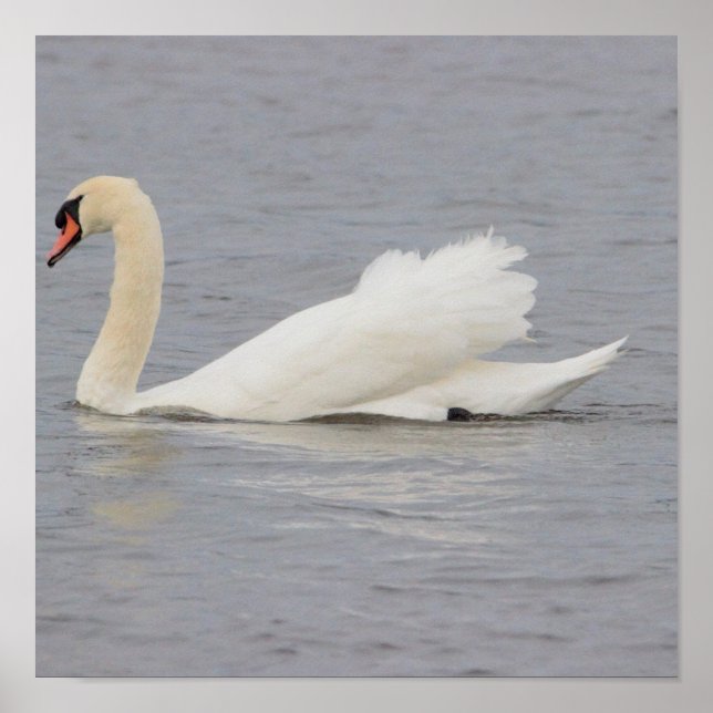 Poster Foto de Cisne (Frente)