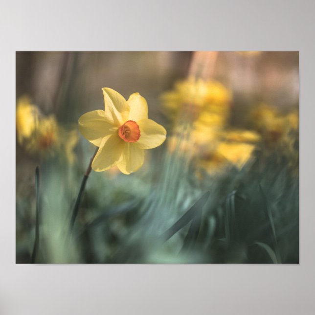 Poster Foto de Daffodil natural de Flor Amarelo (Frente)