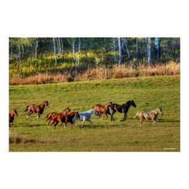 Pôster Foto De Equídeos De Erva De Cavalo E Pastagem Ranc