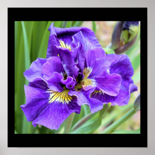Poster Foto de Flor de Íris