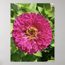Foto de Flor de Zínia Vibrante