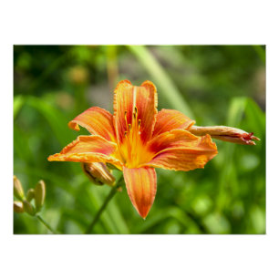 Pôster Foto de flor Lily grande e bonita
