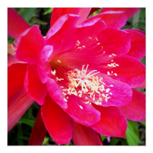 Pôster Foto de Flor Rosa Tropical (Frente)