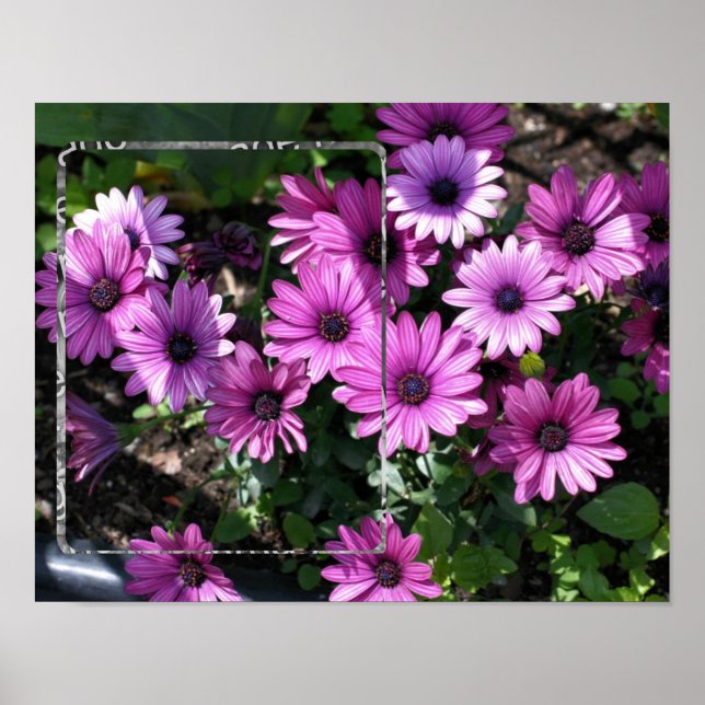 Poster Foto de Flores Africanas Roxas (Frente)
