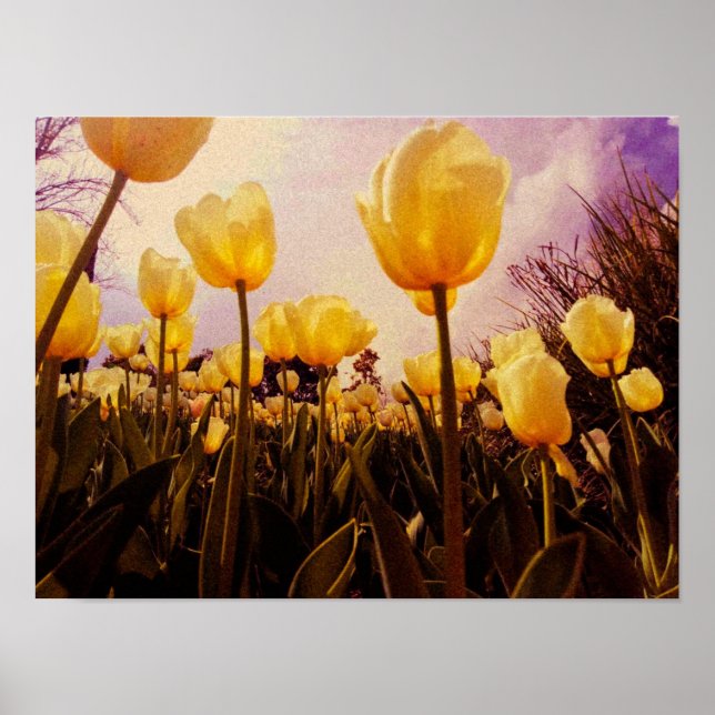 Poster foto de flores amarelas (Frente)