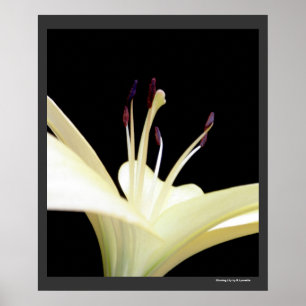 Pôster Foto de Flores brancas de Flor Lily
