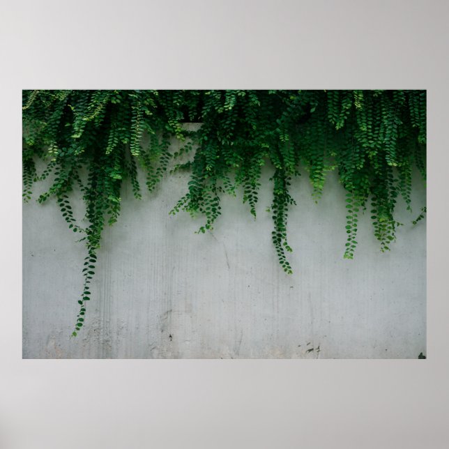 POSTER FOTO DE FOCUS DAS PLANTAS FERN (Frente)