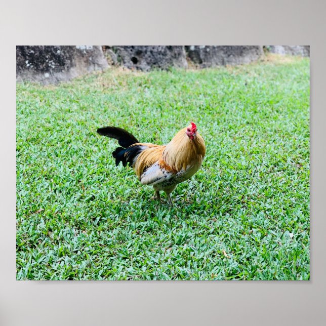 Poster foto de galinha frango havaiana (Frente)