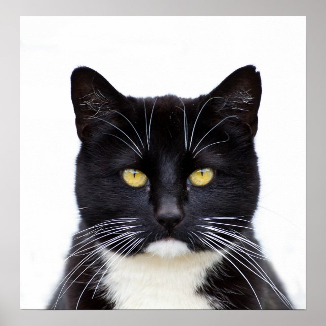 Pôster Foto de Gatos Pretos (Frente)