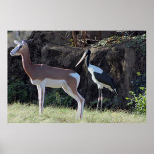 Pôster Foto de Gazela e Cegonha