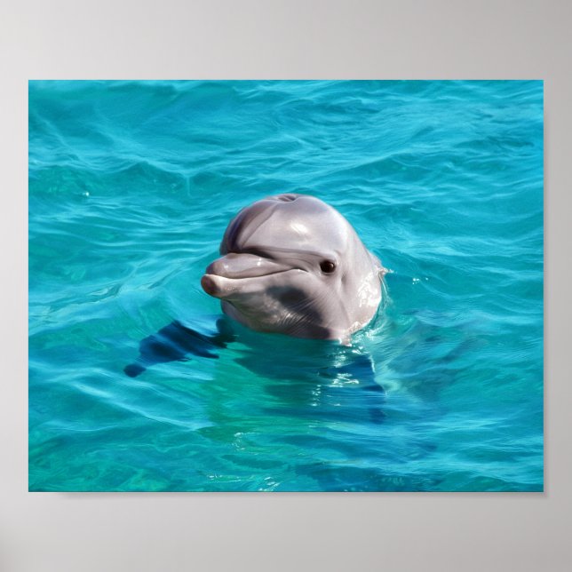 Pôster Foto de Golfinho na Água Azul (Frente)