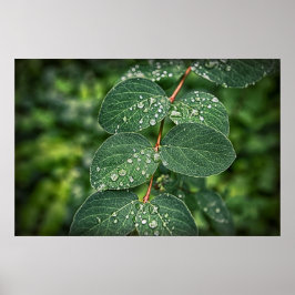 Pôster foto de gotículas matinais nas folhas