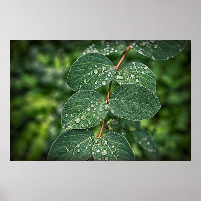 Pôster foto de gotículas matinais nas folhas (Frente)