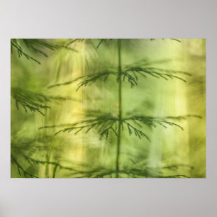 Poster Foto de Horsetail Nature
