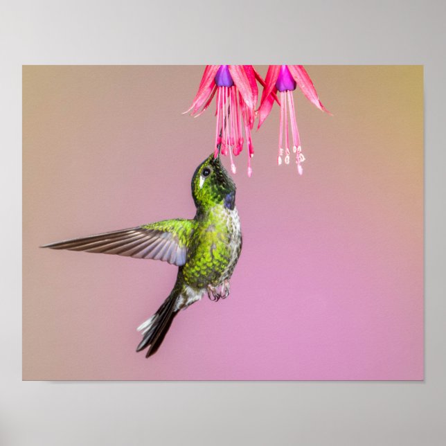 Poster Foto de Hummingbird Fuchsia (Frente)