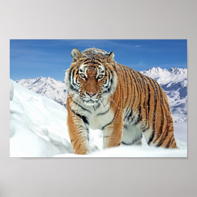 Poster Foto de inverno Montanhas de Tigre de Neve Impress (Frente)