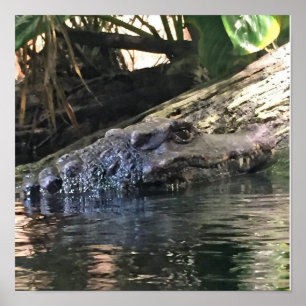 Pôster Foto de Jacaré