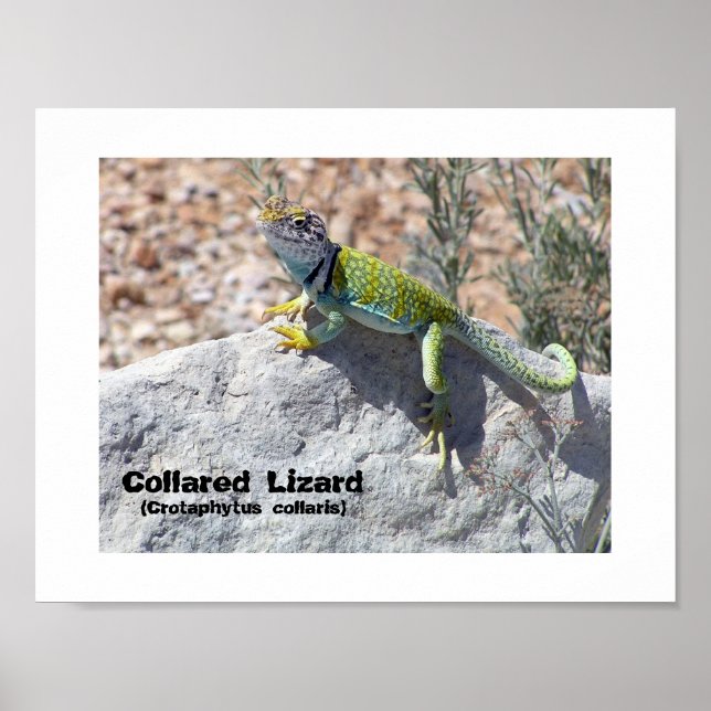 Pôster Foto de Lagarto Colorido de Colo Adorando o Sol (Frente)