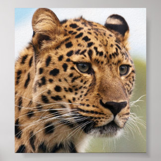 Pôster Foto de Leopard
