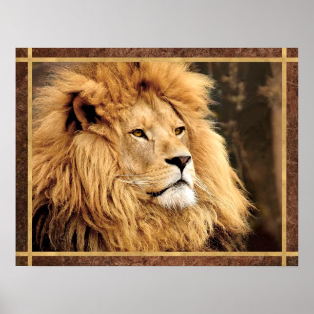 Poster Foto de Lion Closeup (Frente)