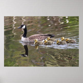Pôster Foto de Mãe Ganso e Gansos Bebês